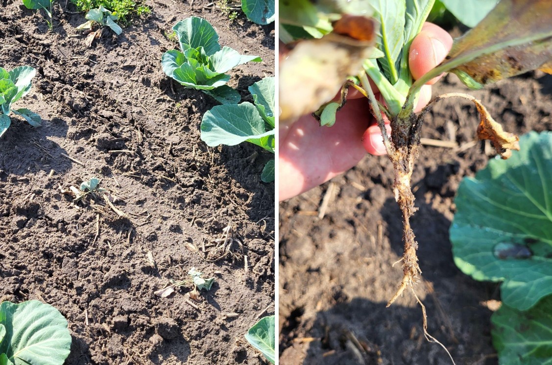 Cabbage Maggot Feeding and Stunted Plants.jpg